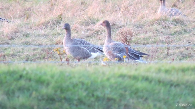 pf geese 2